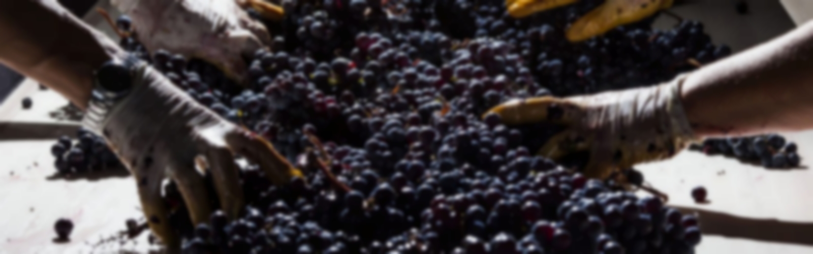 vin1600500flou